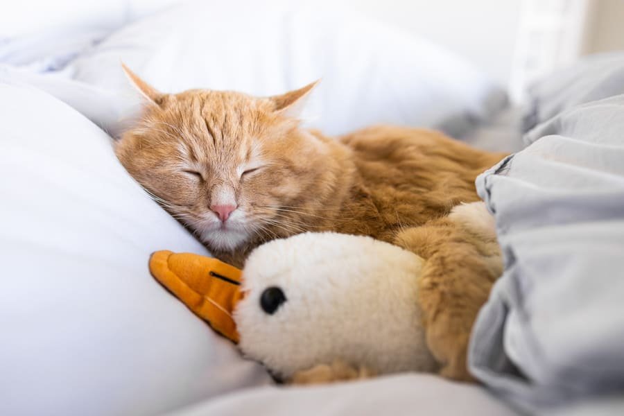 Veterinaria en San Cristóbal de las Casas